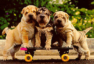 skater dogs