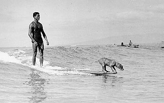 surfer dog