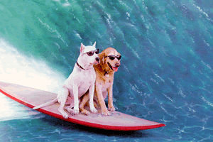 surfer dogs
